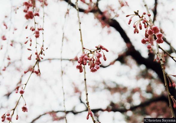 本丸桜５