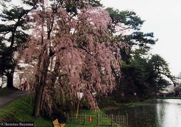 本丸桜６