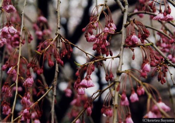 本丸桜７