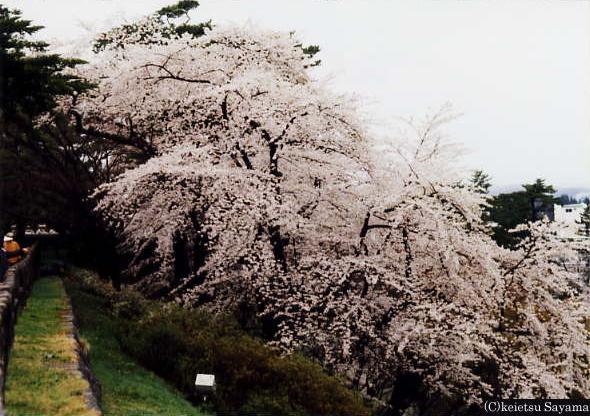 本丸土塁