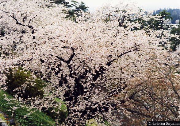 本丸土塁
