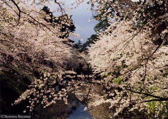 内堀の桜