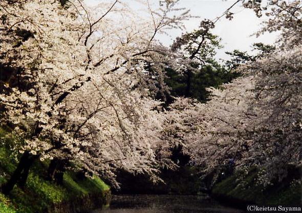 蓮池前桜