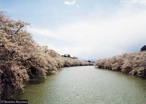西堀前桜