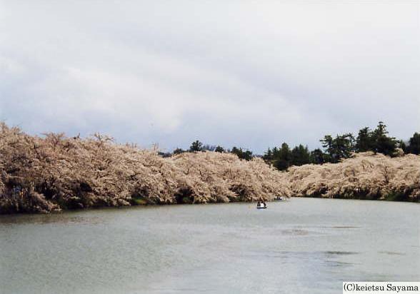 西堀奥桜