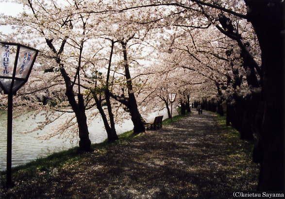 桜のトンネル１