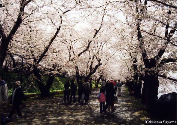 桜のトンネル２