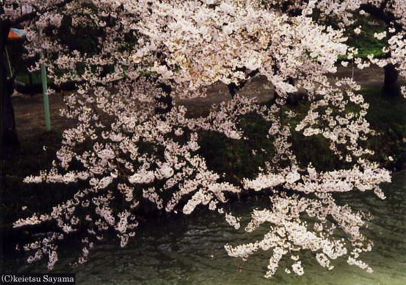 西堀桜１