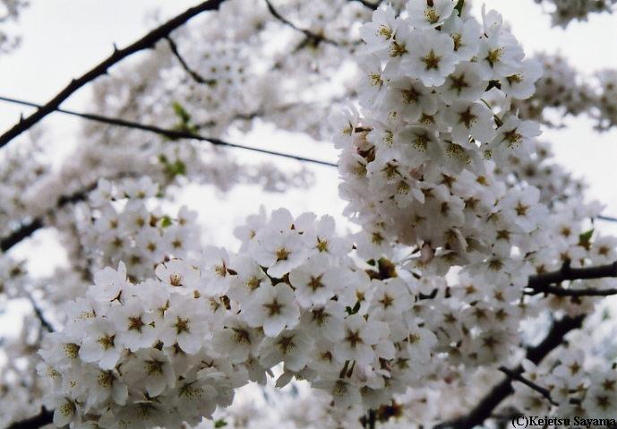 染井吉野２