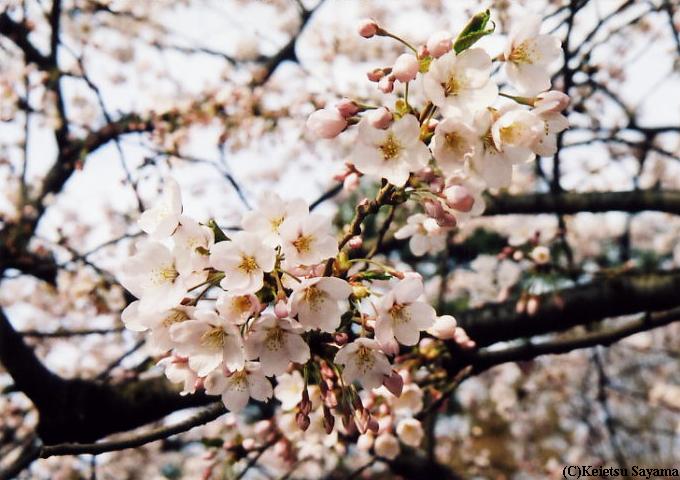 染井吉野４