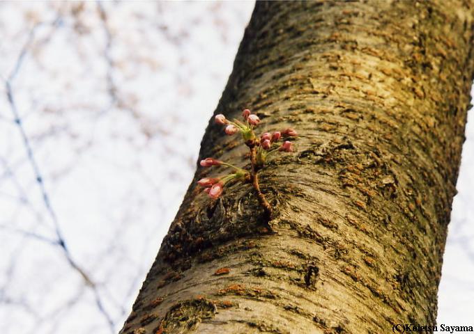 染井吉野７