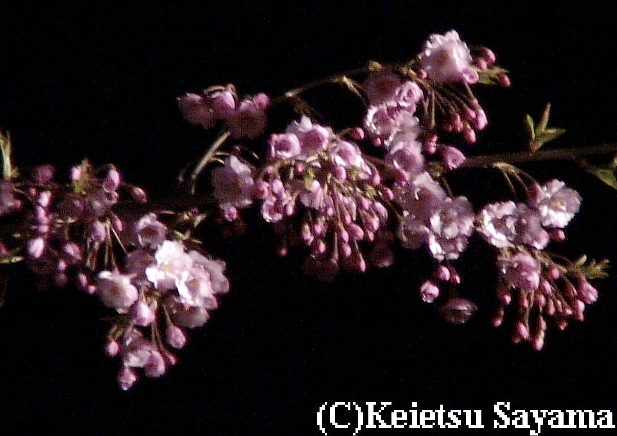 しだれ桜