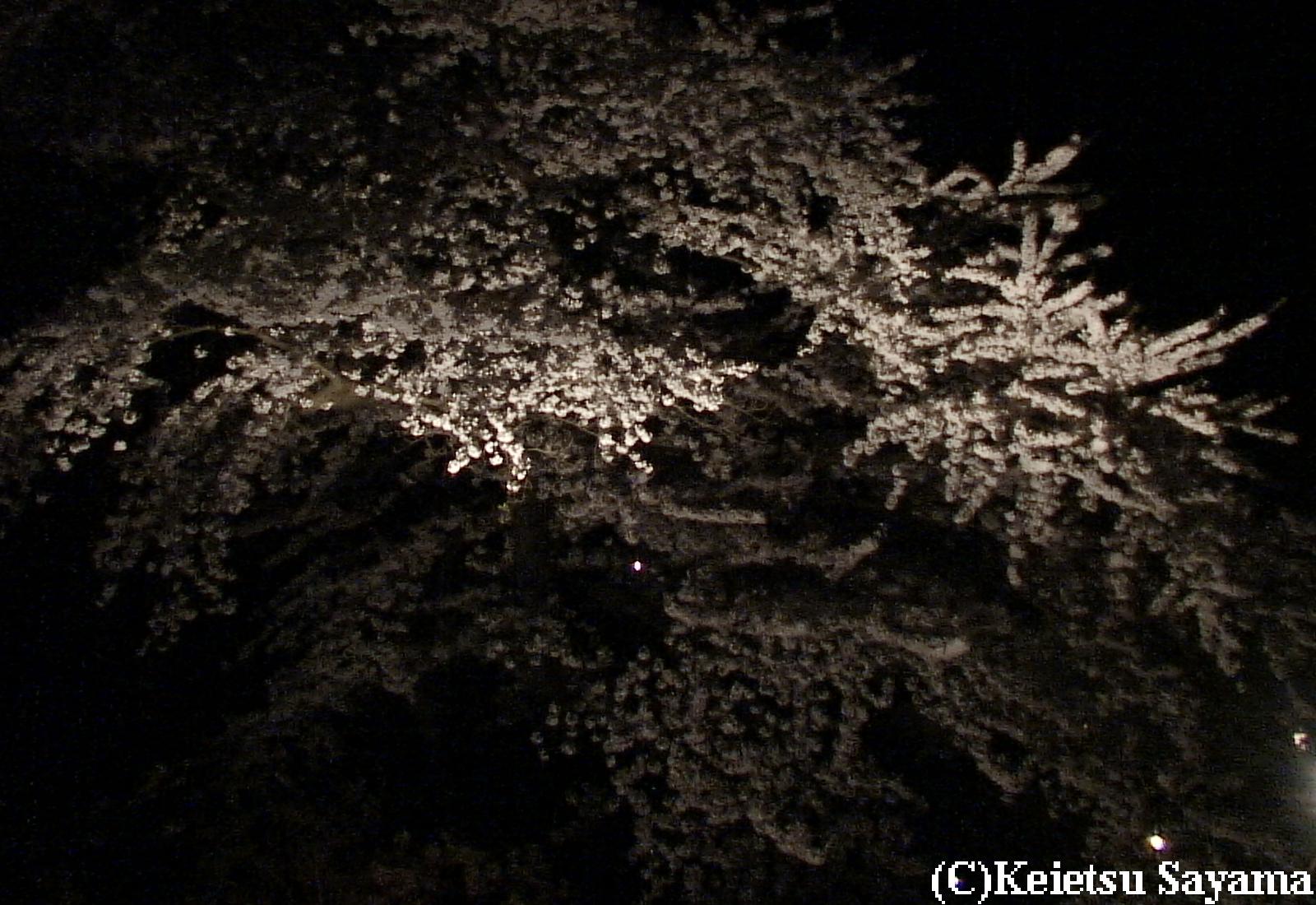 夜桜７