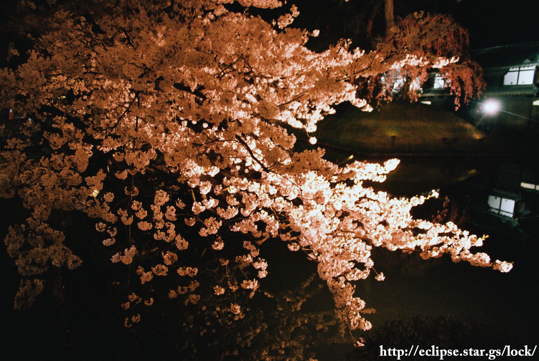 追手門外濠桜