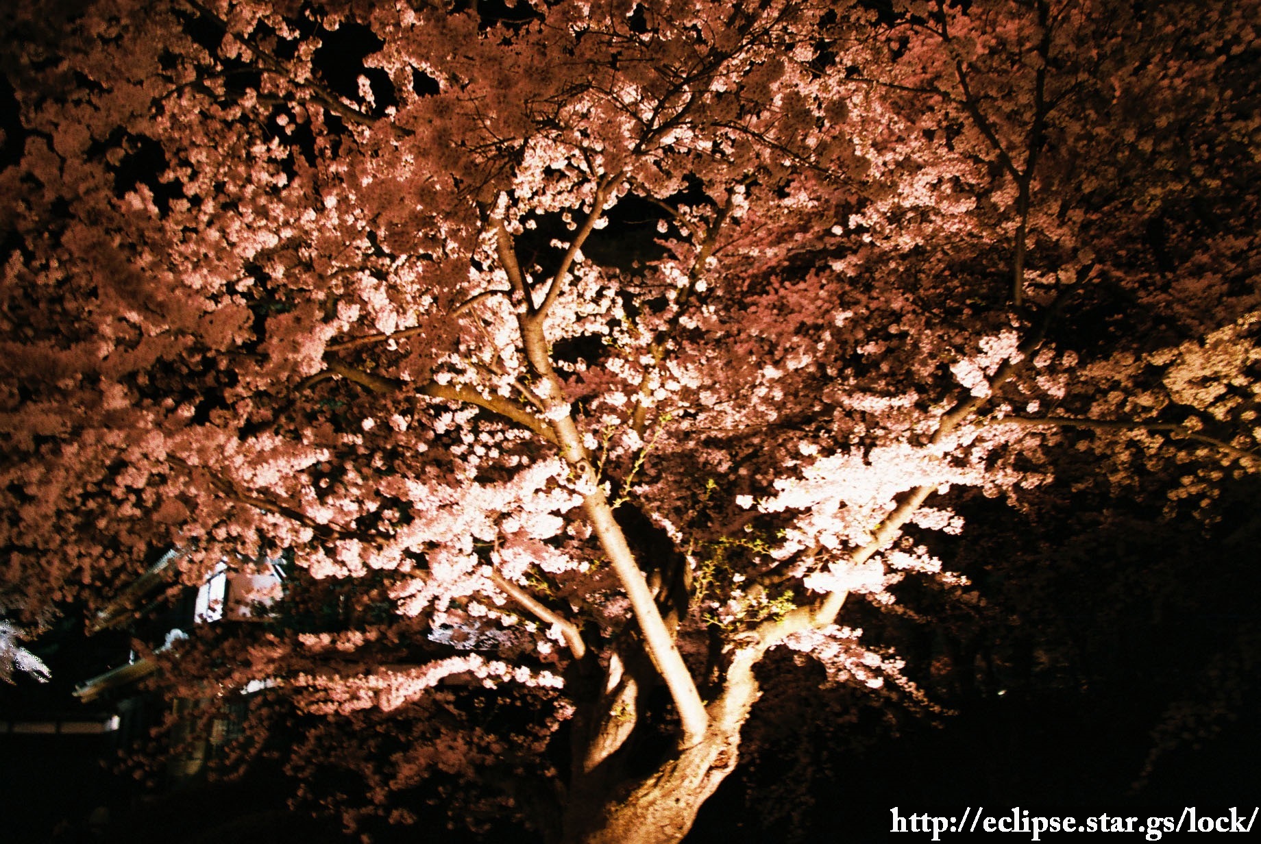 追手門前の桜