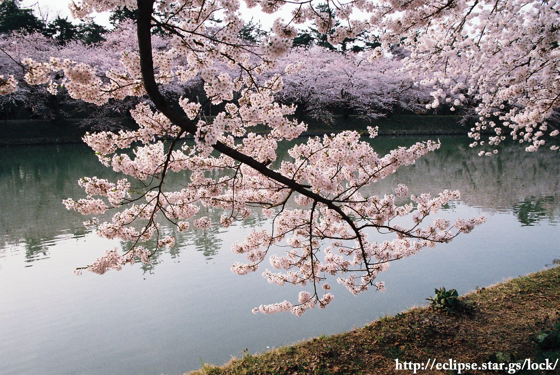 西濠に浮かぶ桜