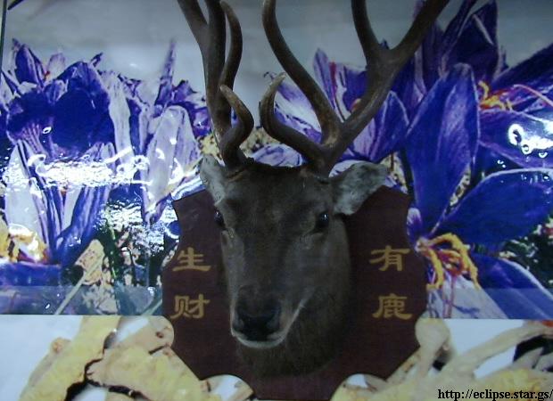 烏魯木斉の市場にあった鹿