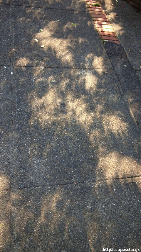 部分日食の木漏れ日