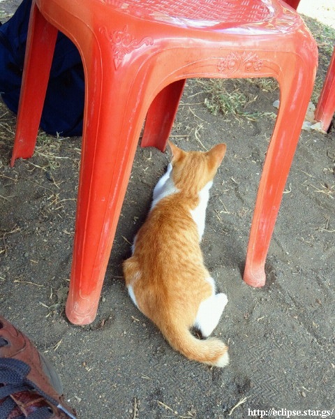 日本村にいた仔猫