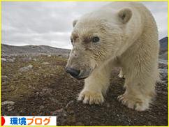にほんブログ村 環境ブログへ