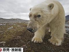 にほんブログ村 環境ブログ 原発・放射能へ