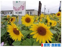 にほんブログ村 環境ブログ 原発・放射能へ