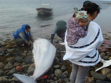 ベルーガの解体