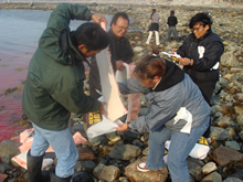 ベルーガをわかちあう