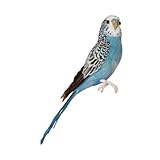 バード セキセイインコ ブルー PUEBCO