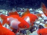 金魚　更紗流金（サラサ琉金）【こだわりの生体をお届けします　名生園】