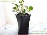 ポトス・エンジョイ / ブラックツイストポット / Pothos N'joy / Black Twist pot / イテリア観葉植物 / ハイドロカルチャーアレンジ