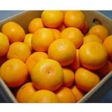 和歌山県鉢内農園産 清見オレンジ 10kg