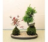 父の日のプレゼントとして選ばれています!盆栽セット【翌日配達お花屋さん】【送料無料】父の日用苔玉セット五葉松・南天★6/16または6/17のいずれかのお届け【配達日指定不可】★