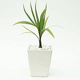 トックリヤシ （ボトルパーム）【鉢A】 ホ・オポノポノ ハワイの秘法 で人気 幸運の観葉植物