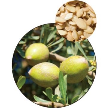 【生活の木】有機アルガン クリア（精製） 25ml　専用ポンプ付