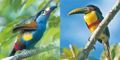 世界の美しい鳥