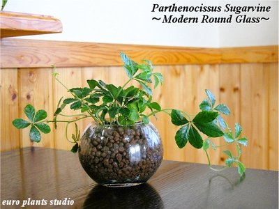Parthenocissus Sugarvine / Modern Round Glass / シッサス・シュガーバイン / モダンラウンドグラスポット / インテリア観葉植物 / ハイドロカルチャーアレンジ