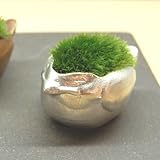 モダン盆栽 ひなどり 錫（すず）