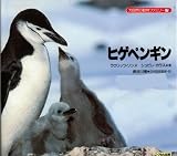 ヒゲペンギン (大自然の動物ファミリー)
