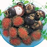 マンゴスチン＆ランブータンセット