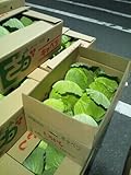 キャベツ　佐賀県産・九州各県産　4玉～9玉入　1ケース約10kg