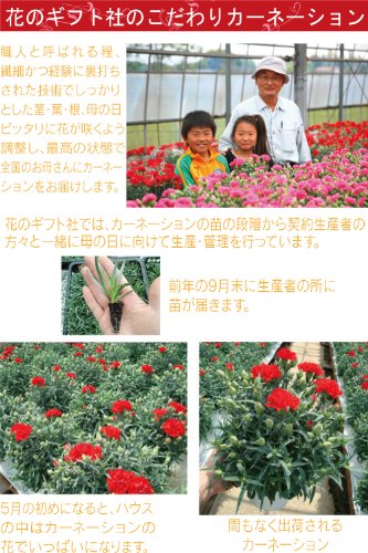 赤カーネーション5号鉢と苺ロールケーキのセット 花とスイーツ 母の日ギフト