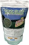 西洋芝種子 ケンタッキーブルーグラス 1L詰