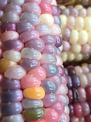 グラスジェムコーン 世界の貴重な宝石 無農薬栽培の種子 (25粒)