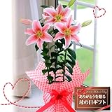 【送料無料！母の日ギフト】ピンク百合モナリザ【お届5/7-5/12】