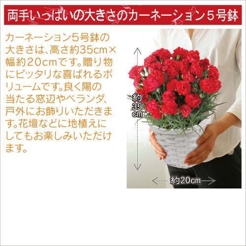 赤カーネーション5号鉢と苺ロールケーキのセット 花とスイーツ 母の日ギフト