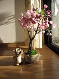 桜盆栽　　　これで自宅で　桜を楽しめる　さくら盆栽　　4月中頃に開花します。