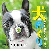 犬めくり 2017年 カレンダー 日めくり CK-D17-01