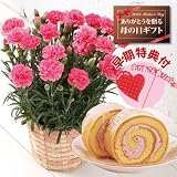 【送料無料！母の日ギフト】ピンクカーネーション5号鉢と苺ロールケーキのセット【5/8～5/10お届】【早期特典・母の日ピック付】