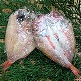 高川物産 のどぐろ (干物)　特大 1匹 400g前後 -クール冷凍-